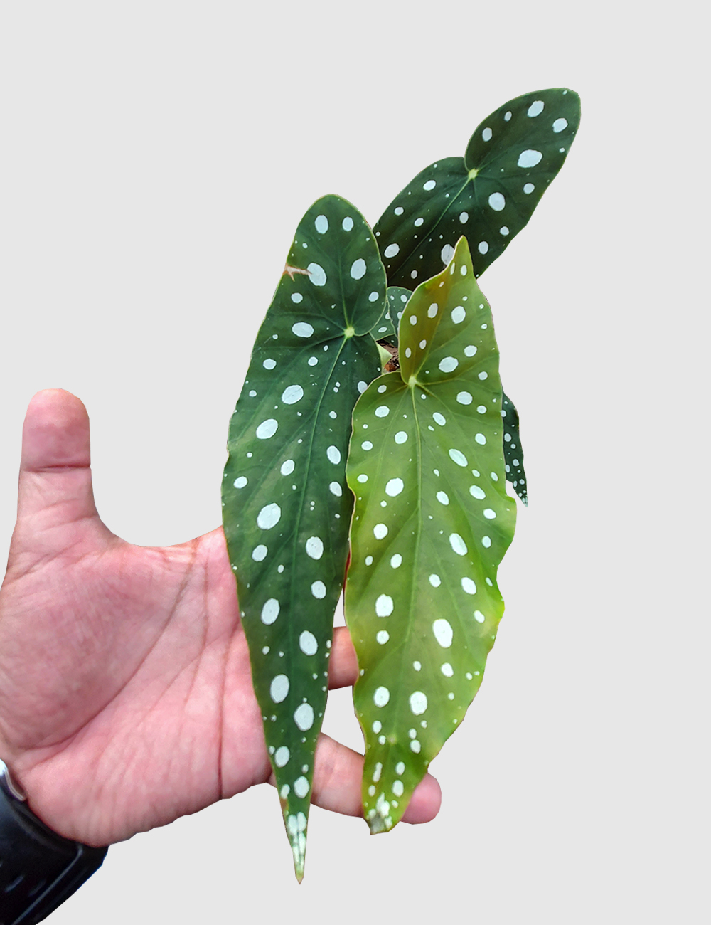 Begonia Polkadot Green