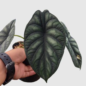 Alocasia Dragon scale