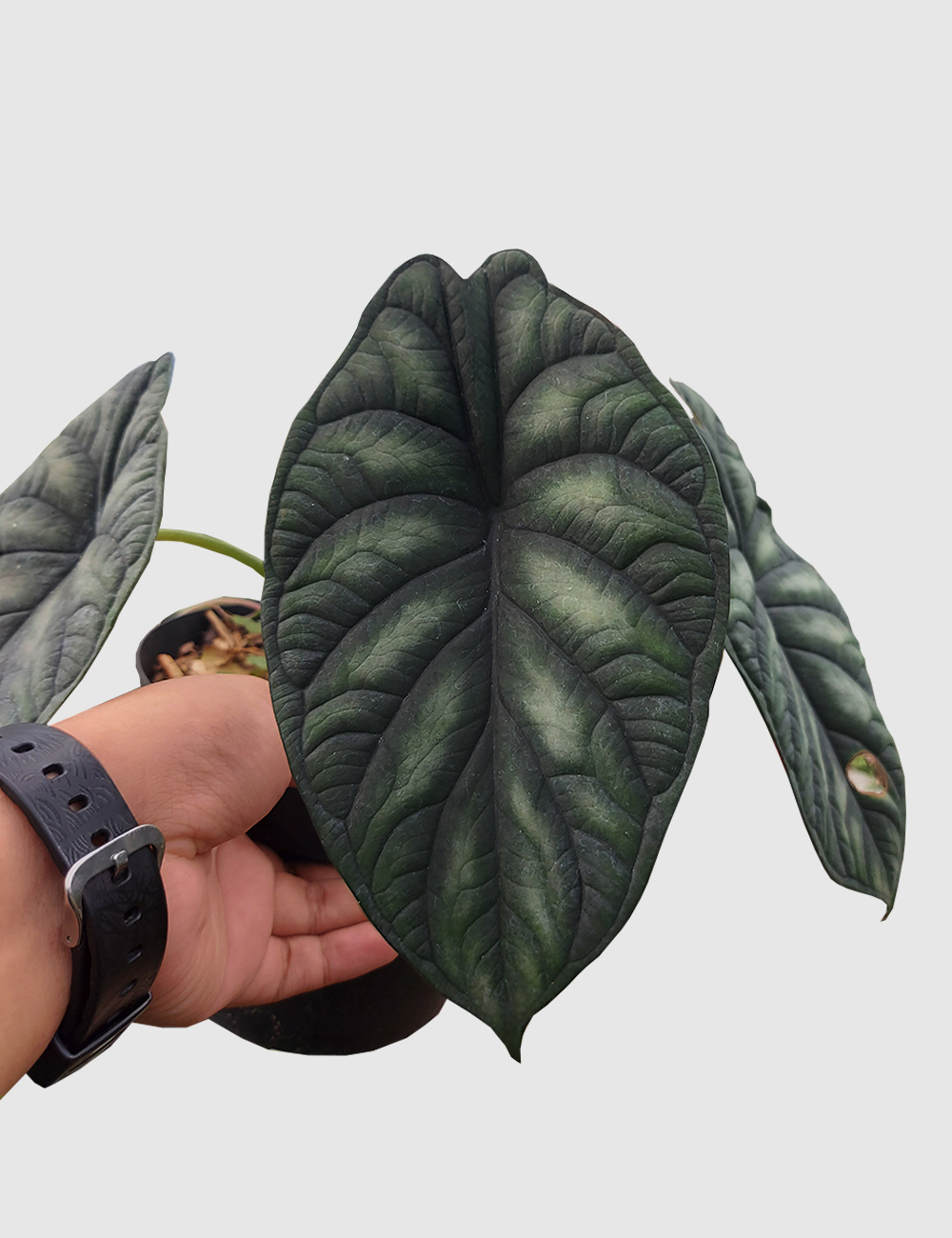 Alocasia Dragon scale