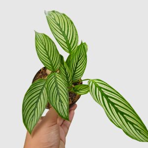 Calathea Vittata