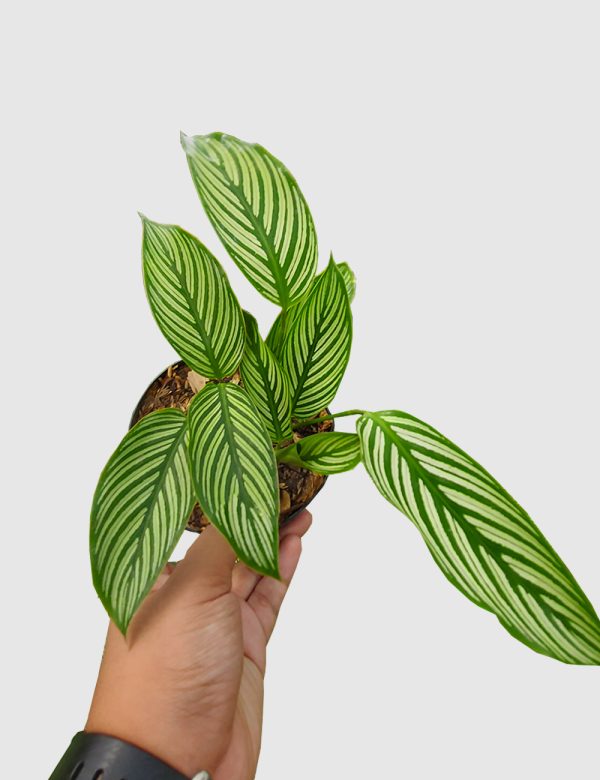 Calathea Vittata