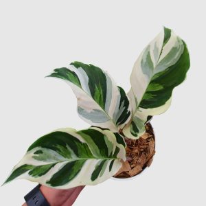 Calathea White Fusion