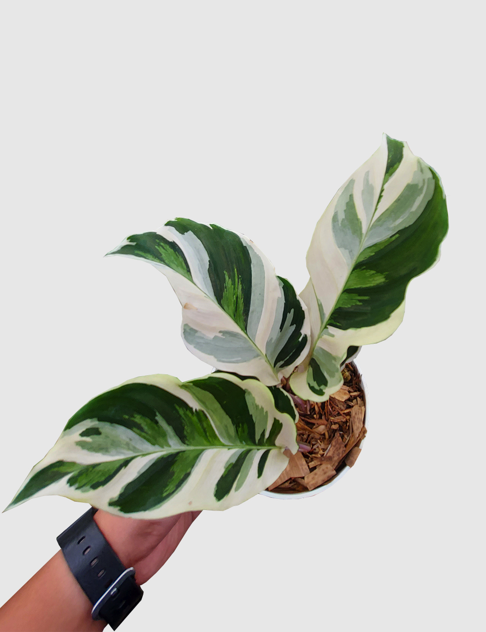 Calathea White Fusion