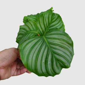 Calathea Orbifiola