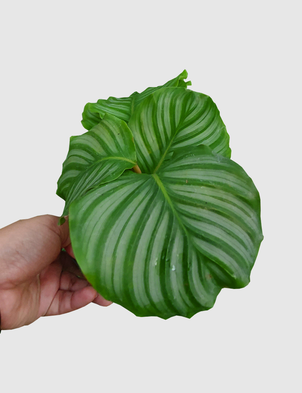 Calathea Orbifiola