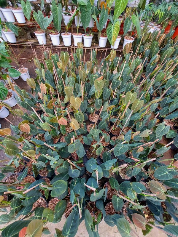 Philodendron melanochrysum - Image 2