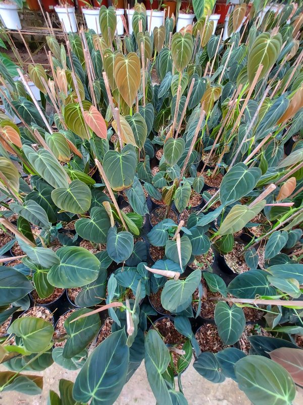 Philodendron melanochrysum - Image 3