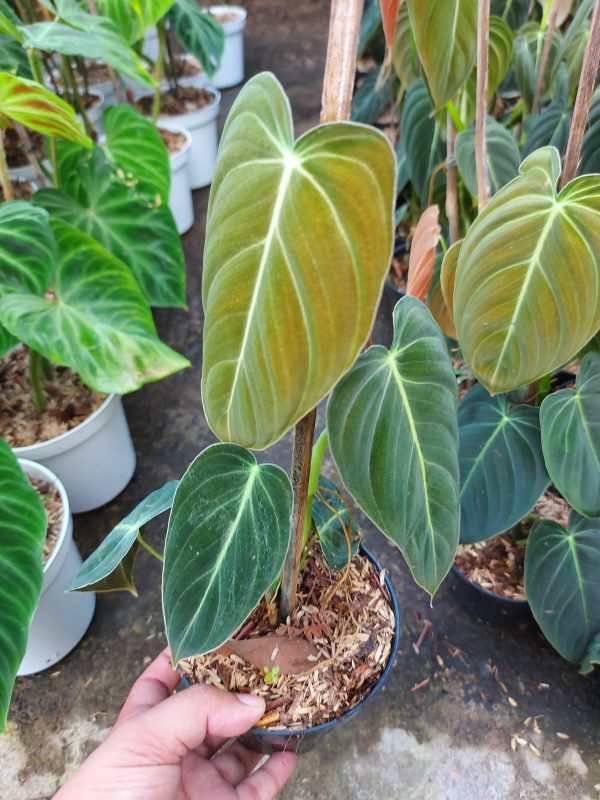 Philodendron melanochrysum - Image 4