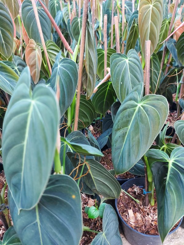 Philodendron melanochrysum - Image 5