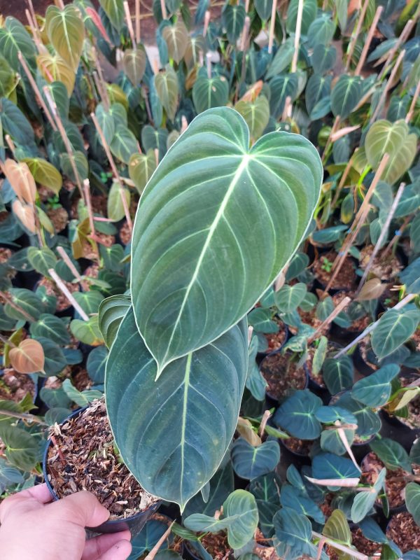 Philodendron melanochrysum - Image 6