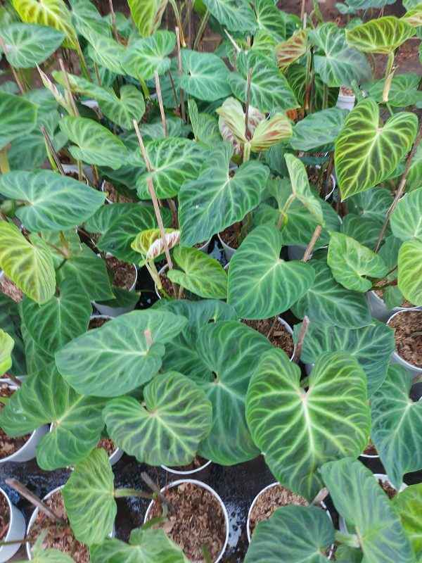 Philodendron verrucosum - Image 2