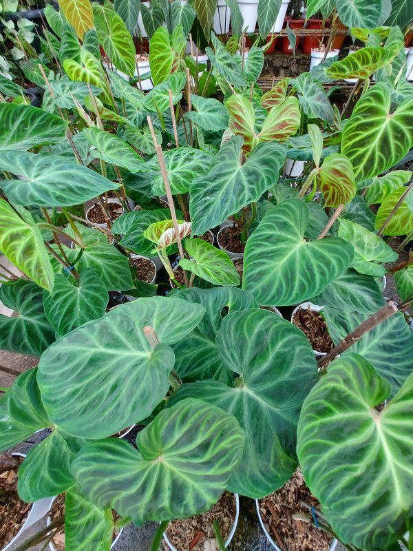 Philodendron verrucosum - Image 3
