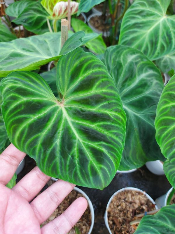 Philodendron verrucosum - Image 4