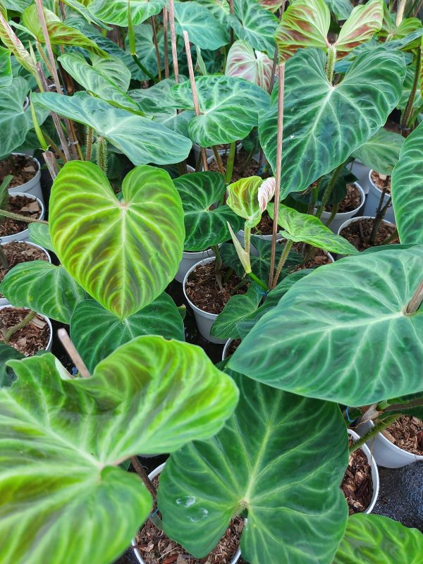 Philodendron verrucosum - Image 5