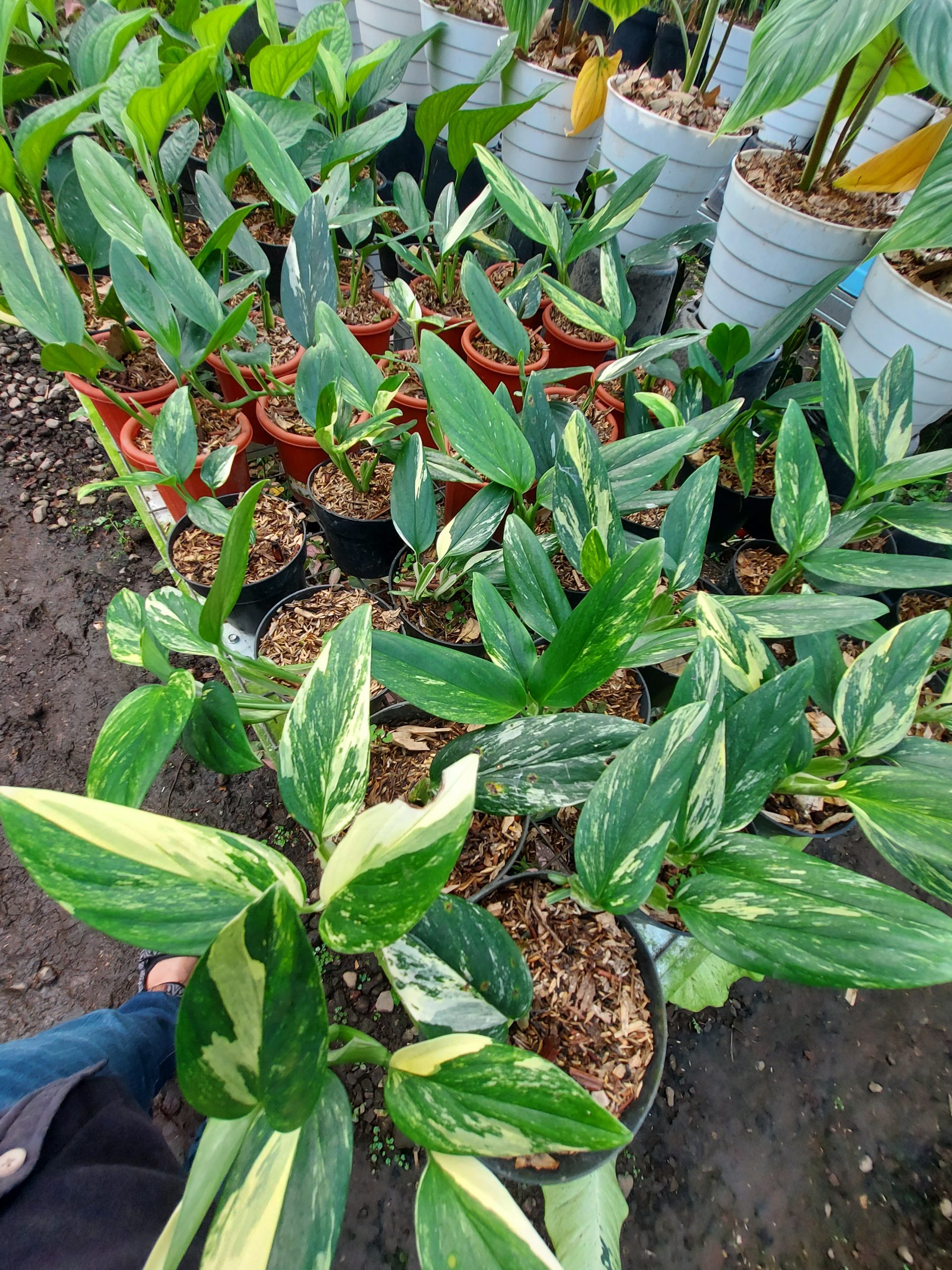 Monstera standleyana yellow varigated - Image 2