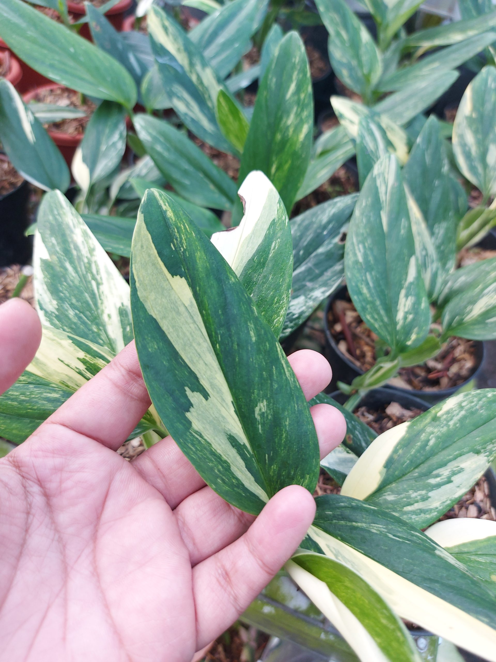 Monstera standleyana yellow varigated - Image 3