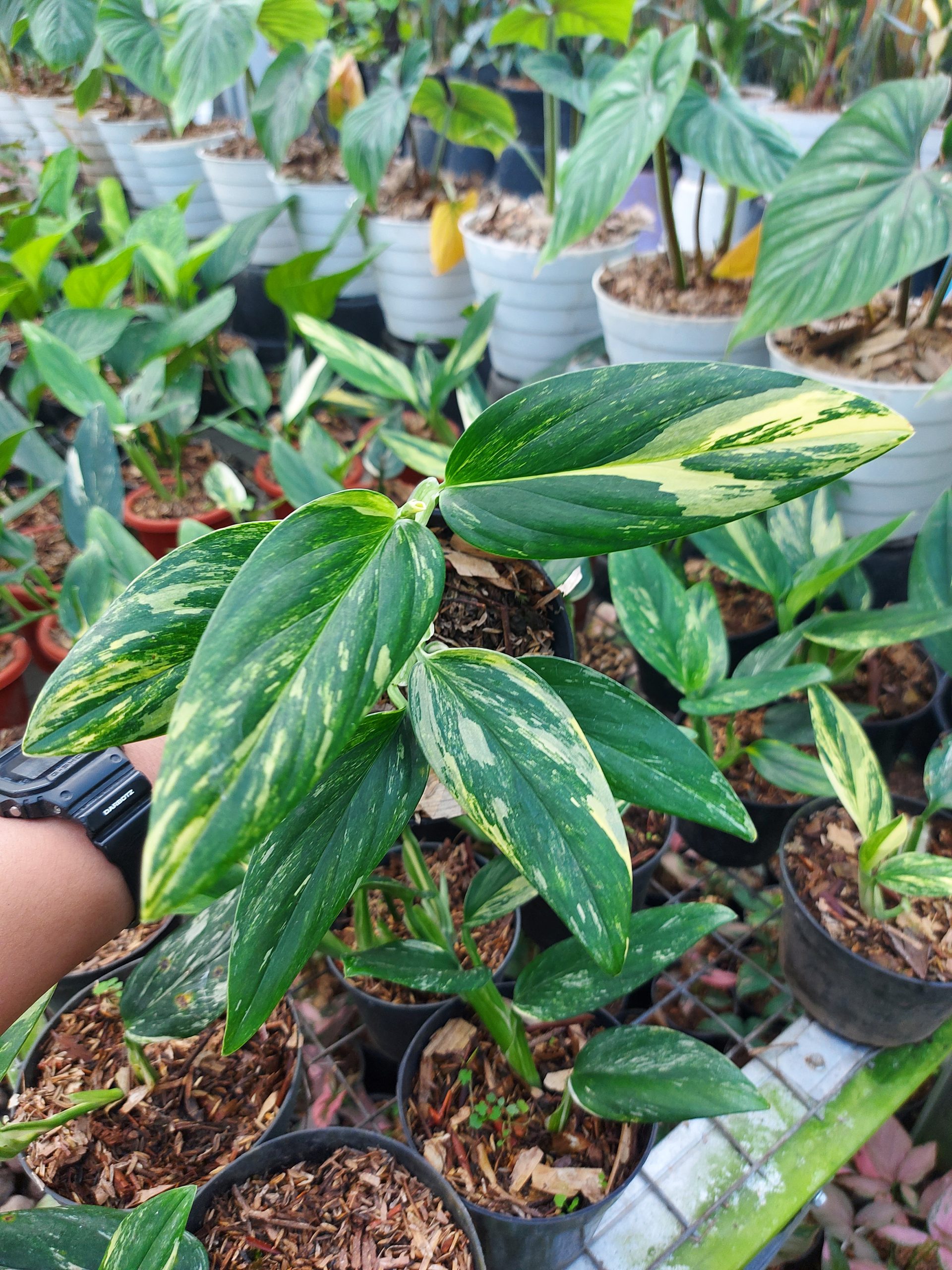 Monstera standleyana yellow varigated - Image 4