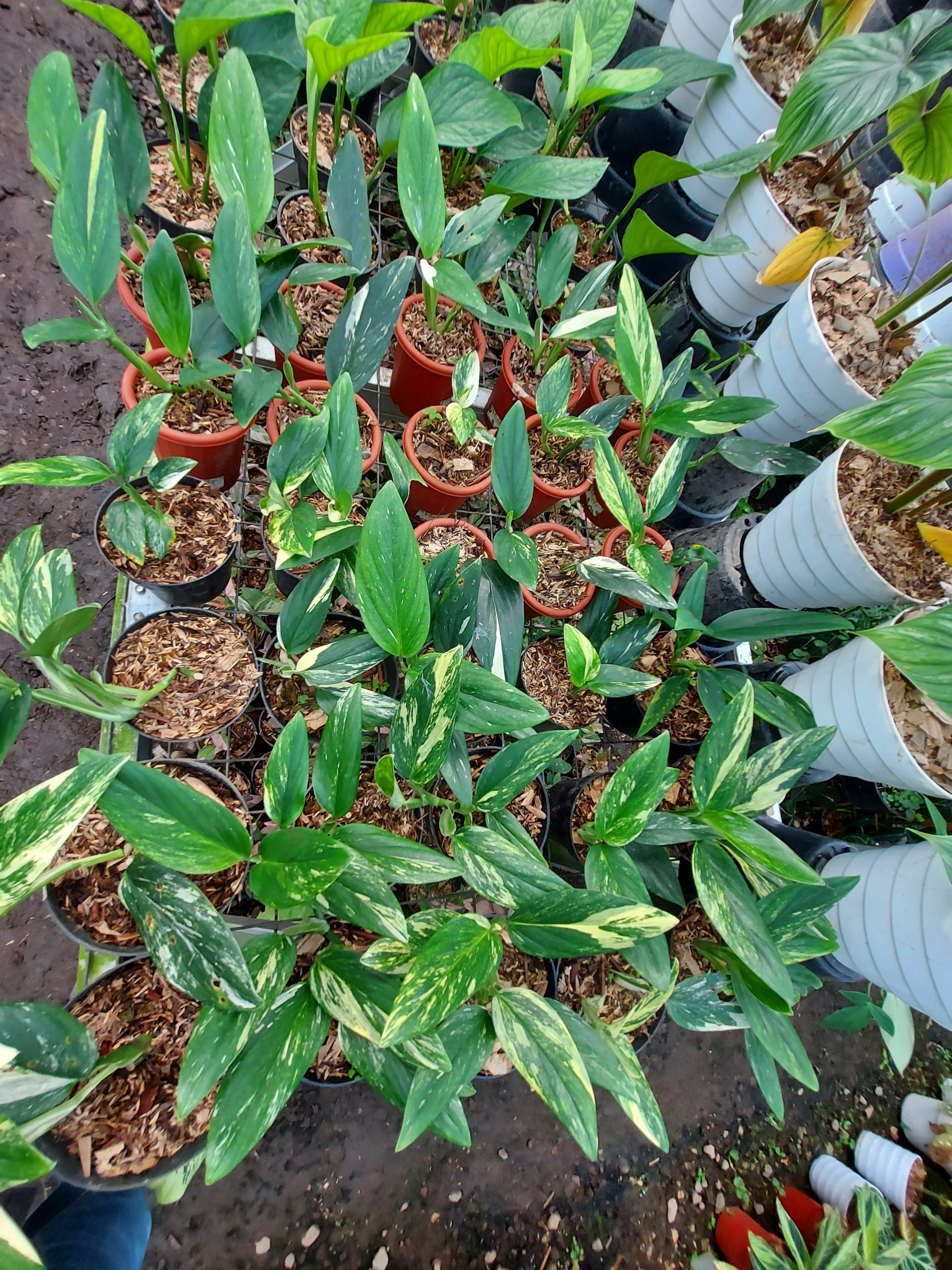 Monstera standleyana yellow varigated - Image 6