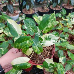 Philodendron burlemarx varigated