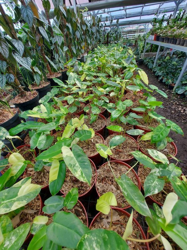 Philodendron burlemarx varigated - Image 2