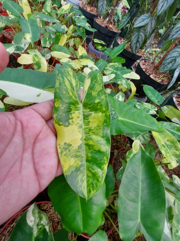 Philodendron burlemarx varigated - Image 3