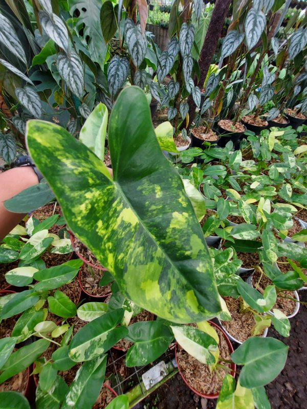 Philodendron burlemarx varigated - Image 4