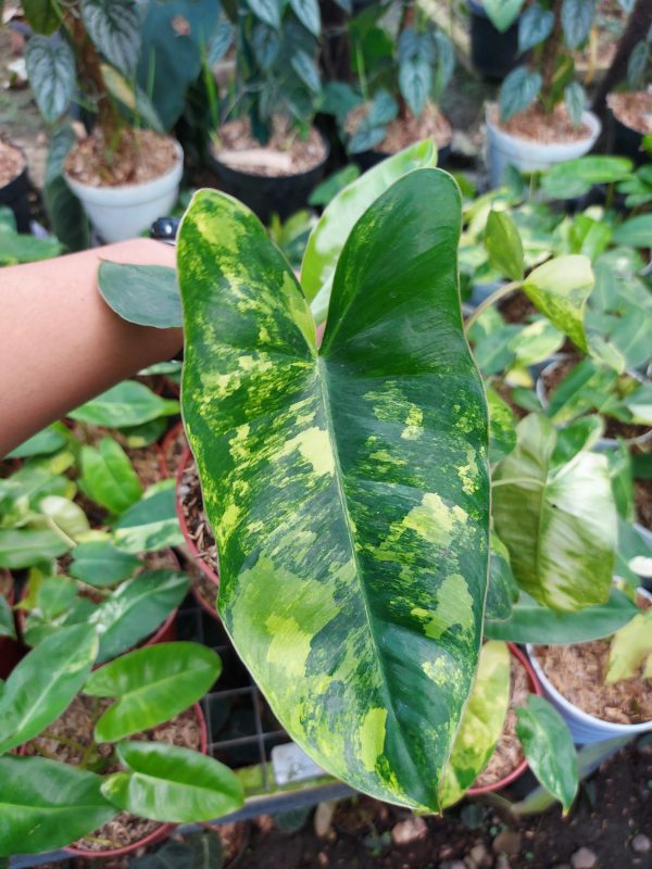 Philodendron burlemarx varigated - Image 5