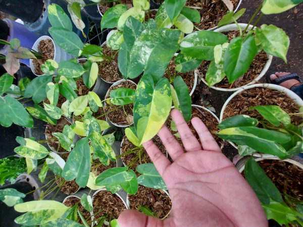 Philodendron burlemarx varigated - Image 6