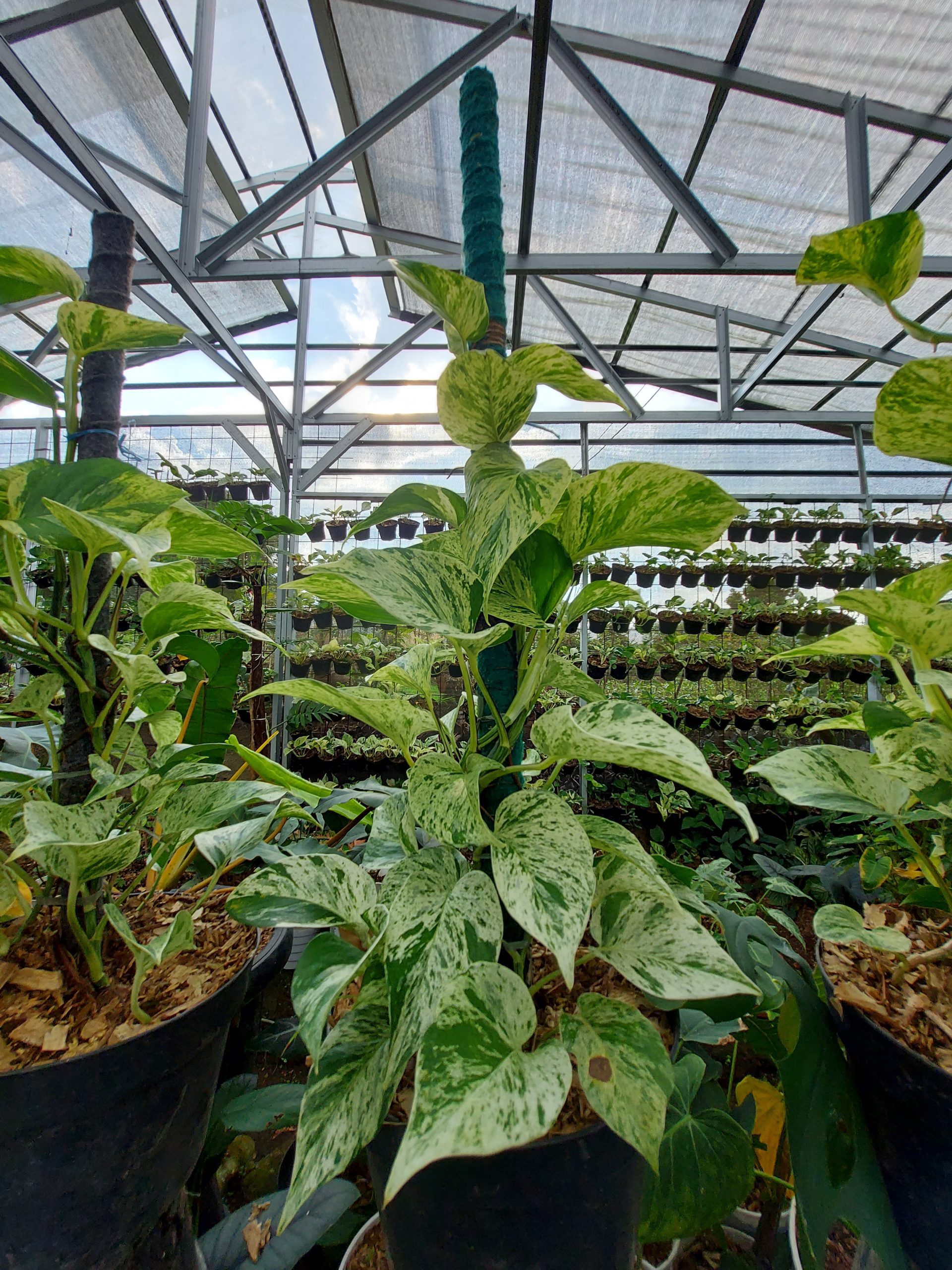 Epipremnum manjula - Image 2