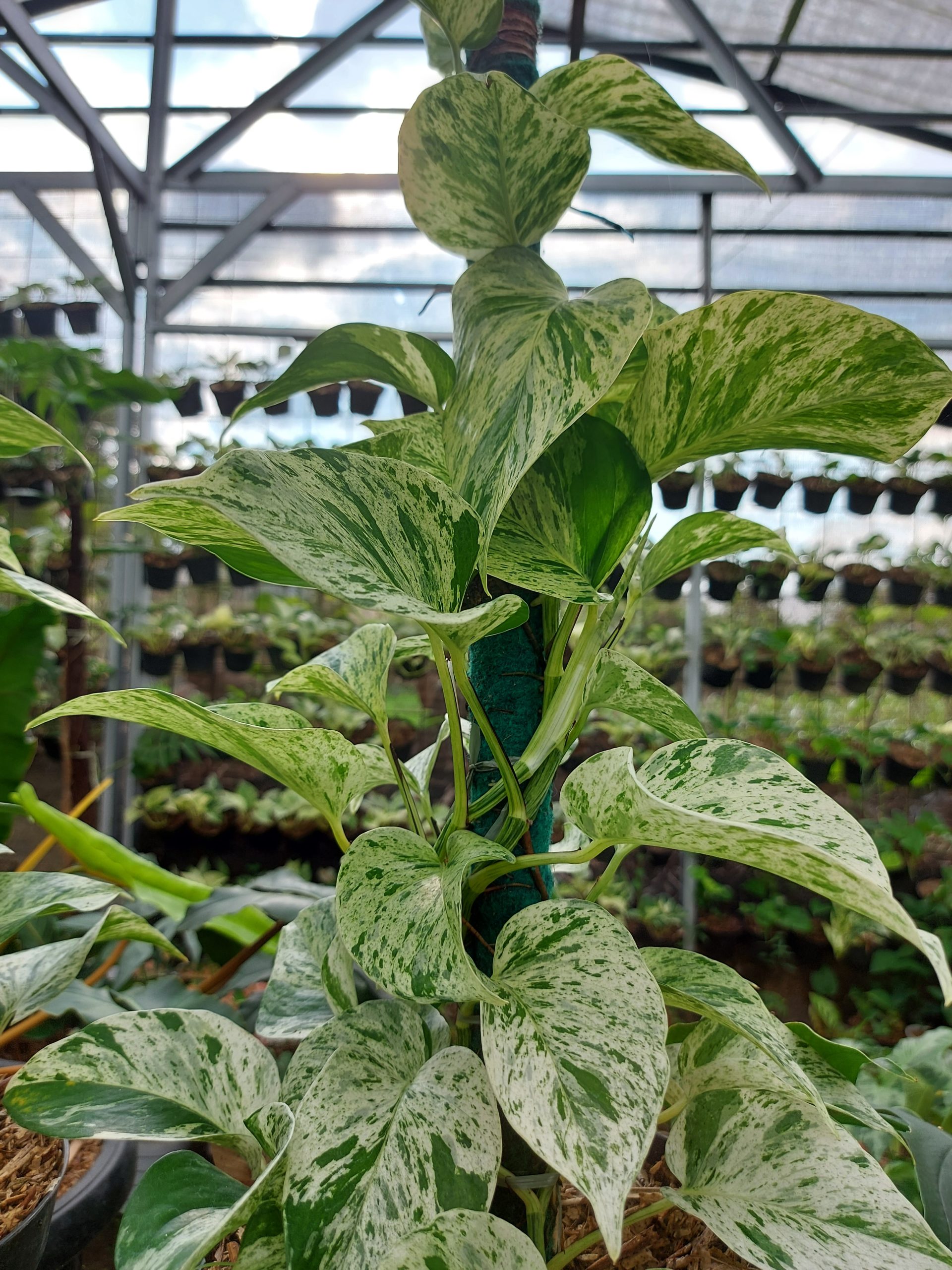 Epipremnum manjula - Image 3