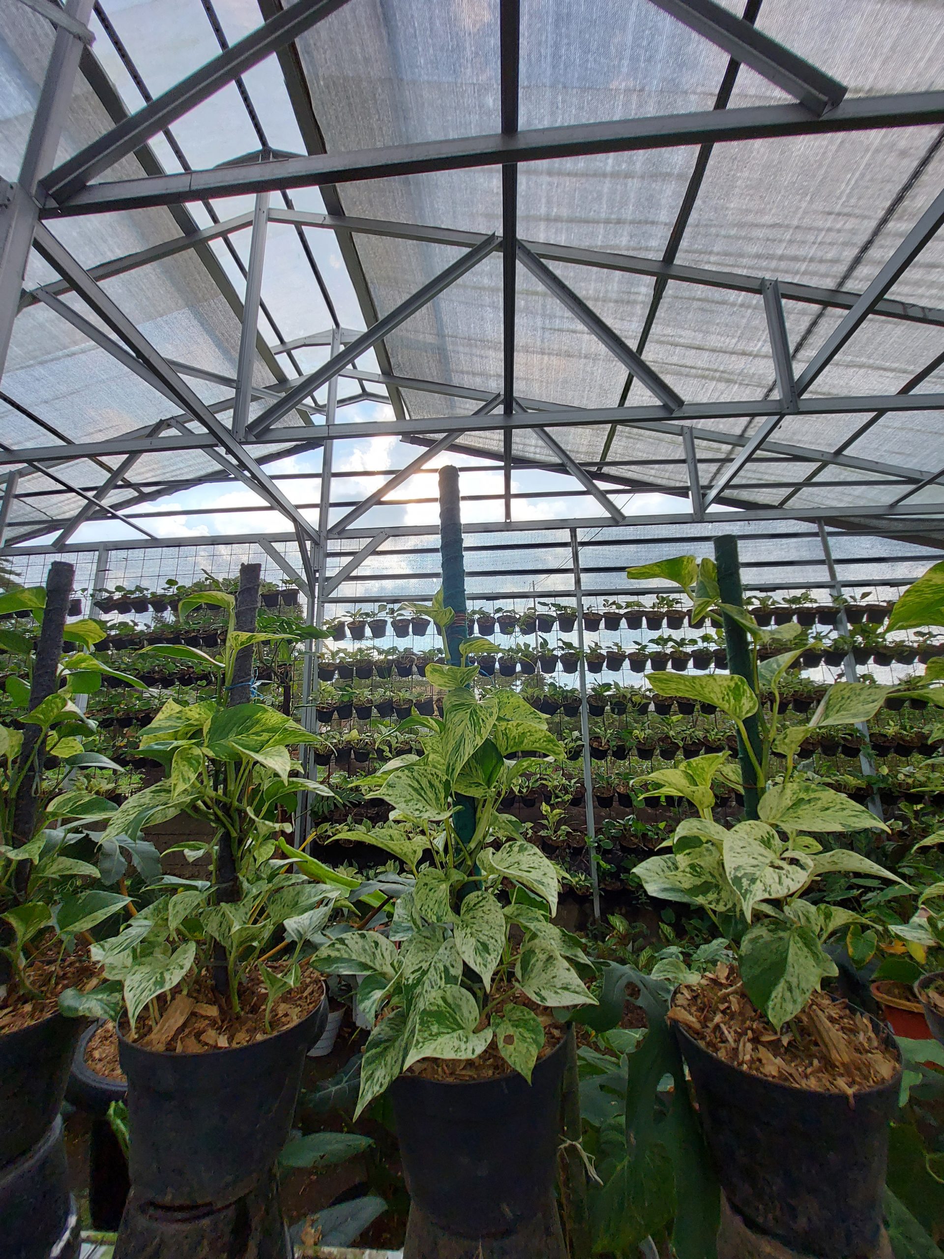 Epipremnum manjula - Image 4