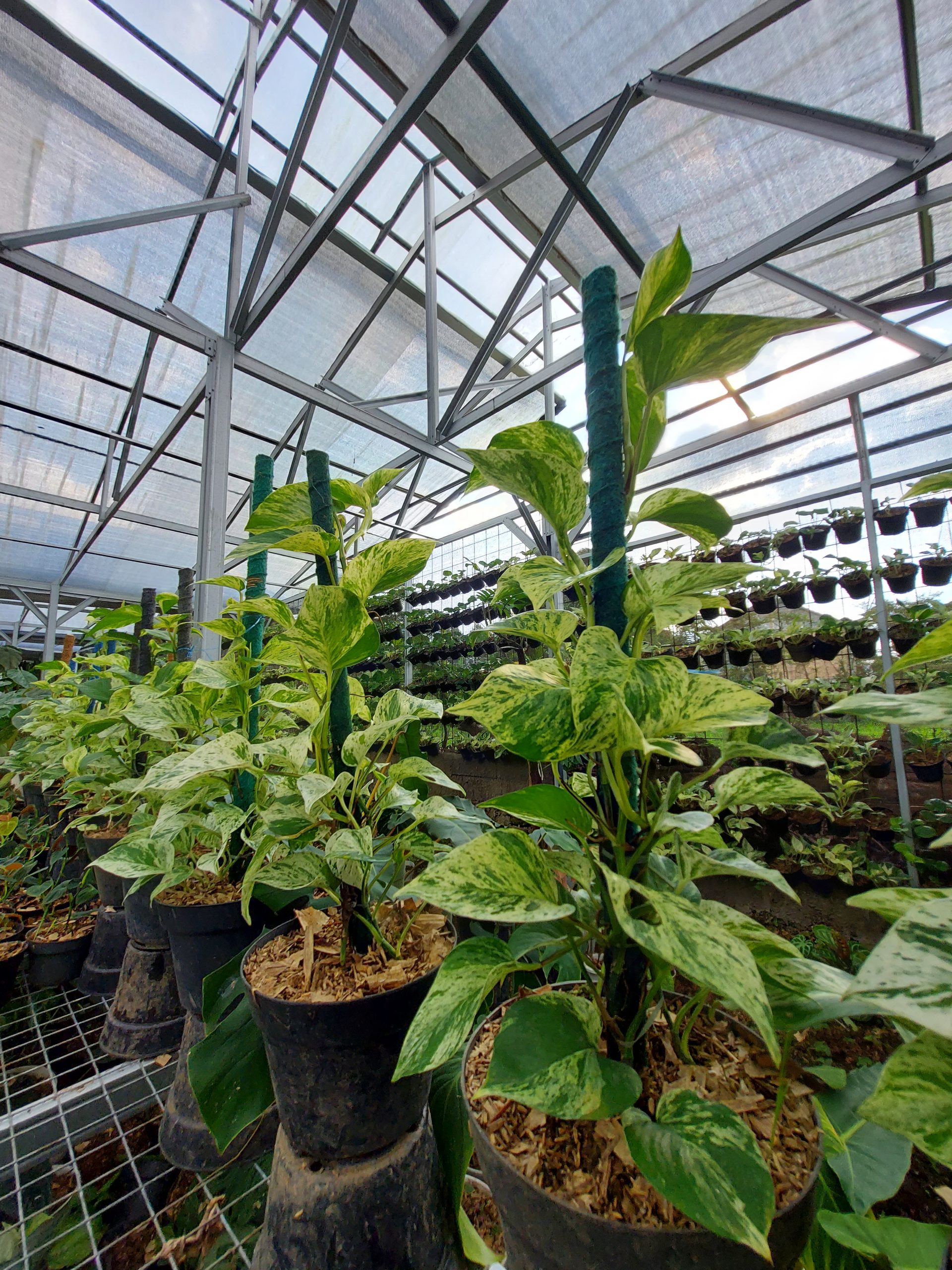 Epipremnum manjula - Image 5