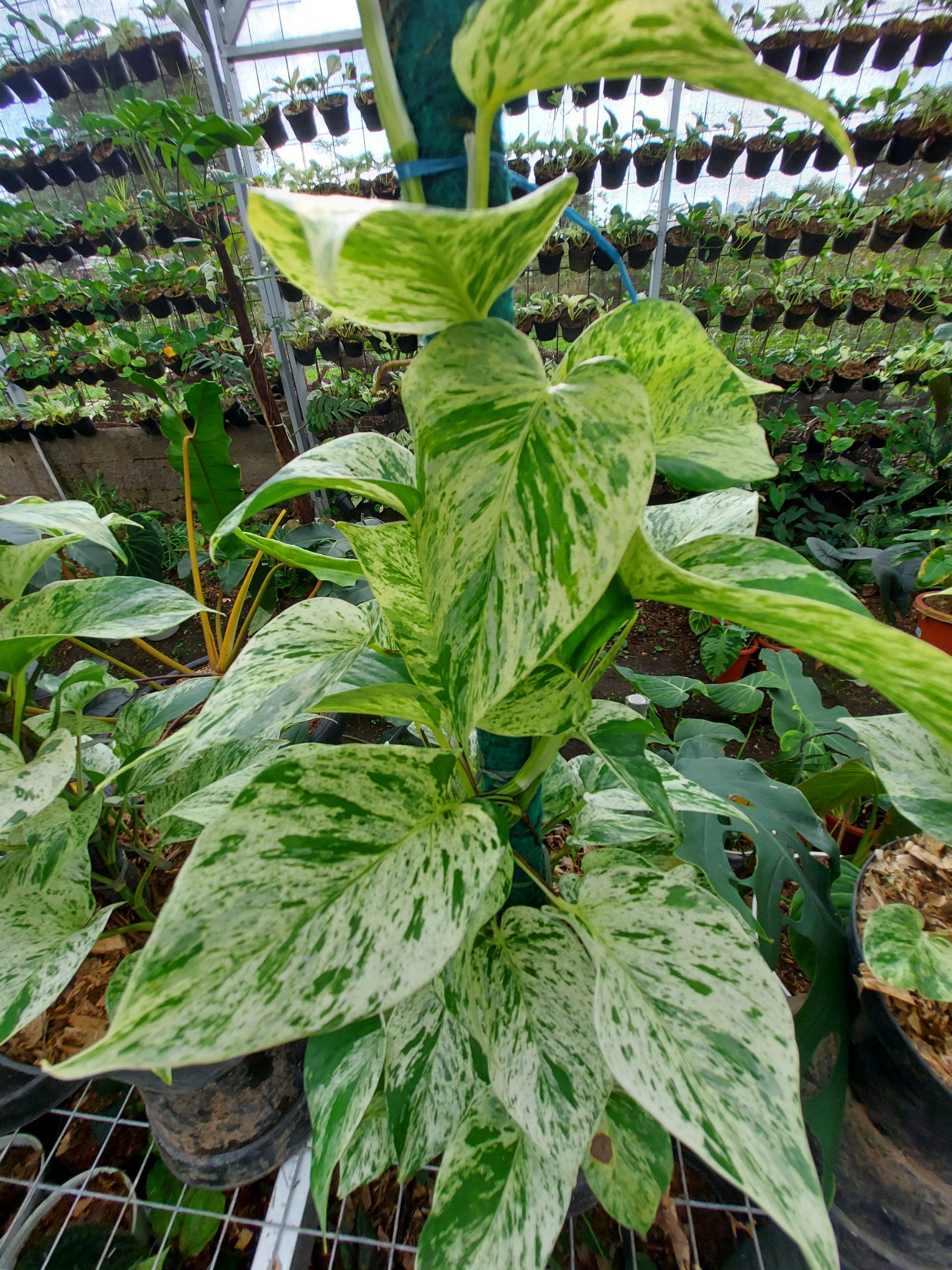 Epipremnum manjula - Image 6