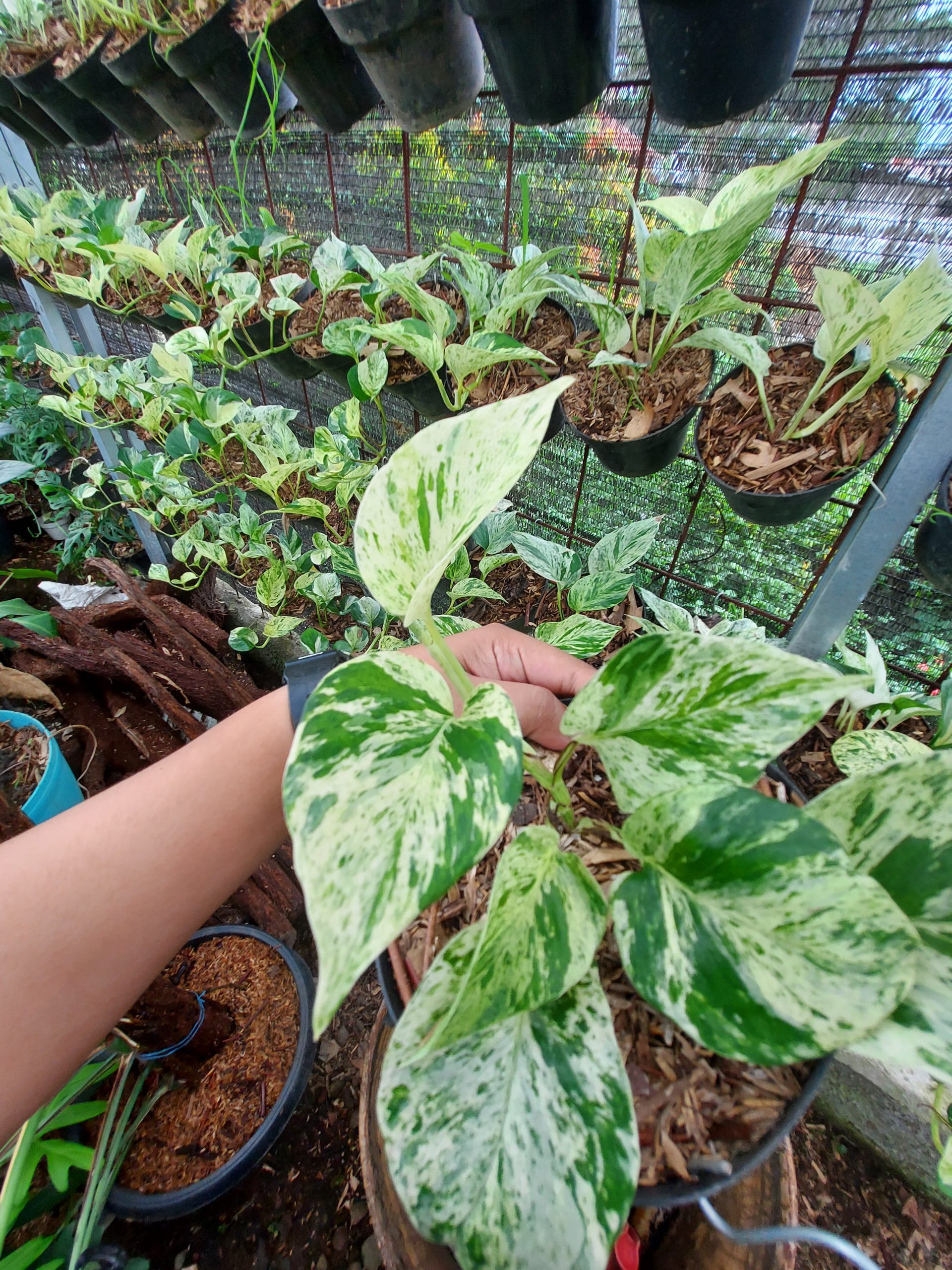 Epipremnum manjula - Image 7