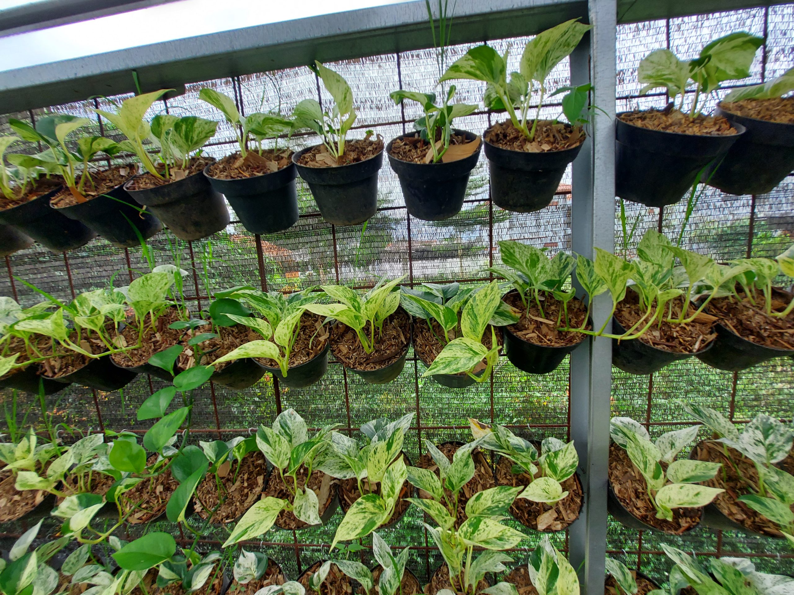 Epipremnum manjula - Image 8