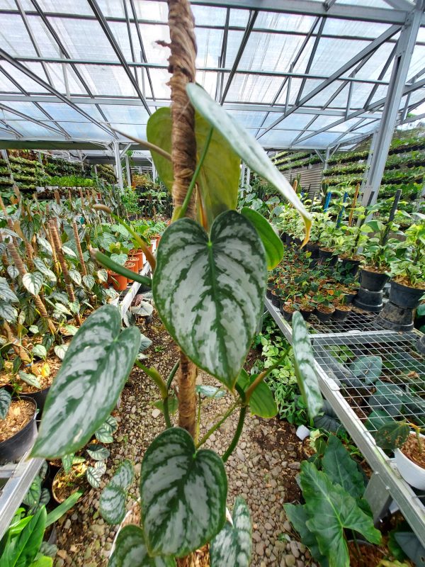 Philodendron brandtianum - Image 2