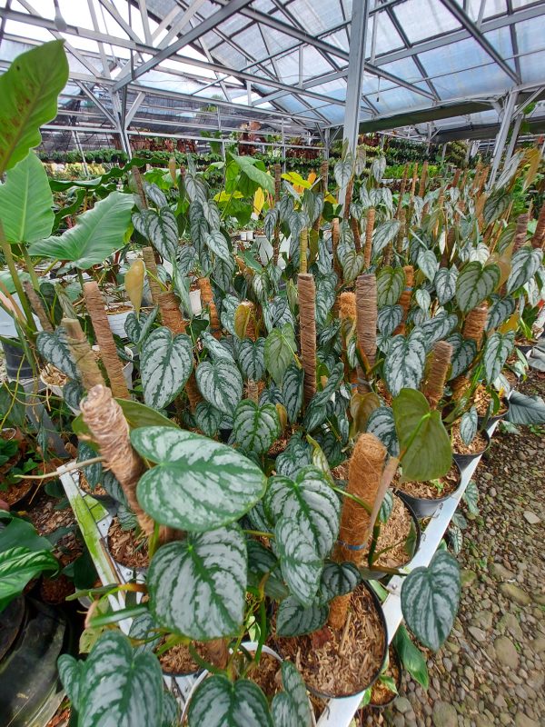 Philodendron brandtianum - Image 3