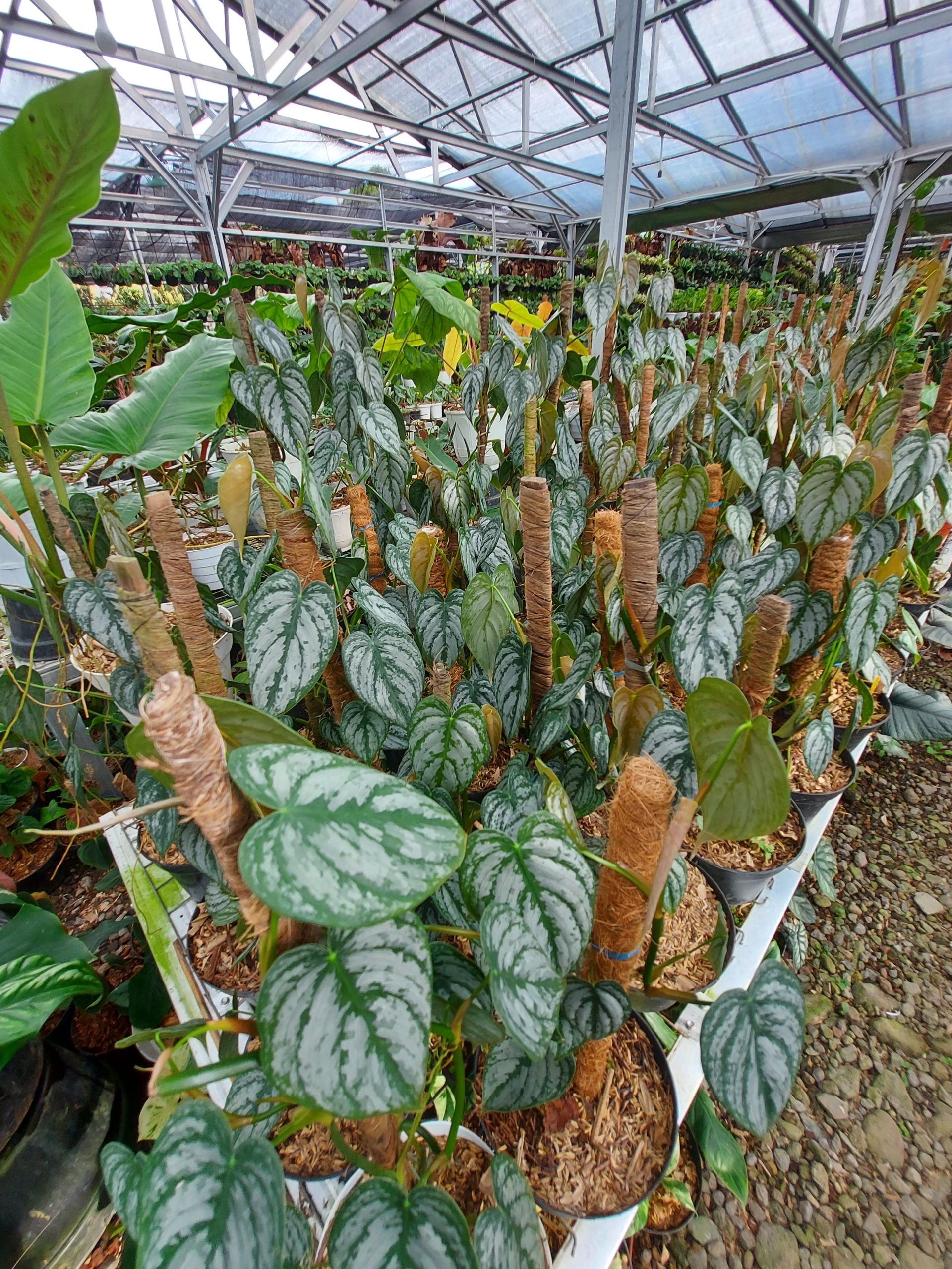 Philodendron brandtianum - Image 3