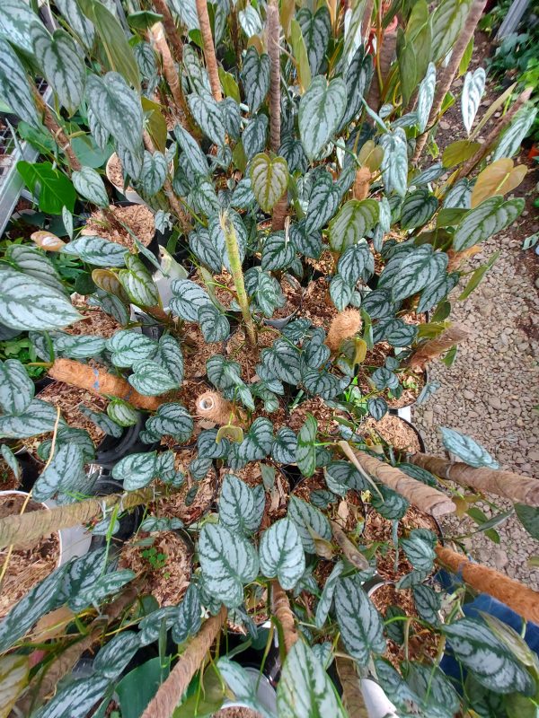 Philodendron brandtianum - Image 4