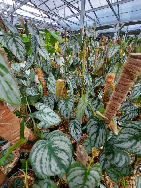 Philodendron brandtianum - Image 5