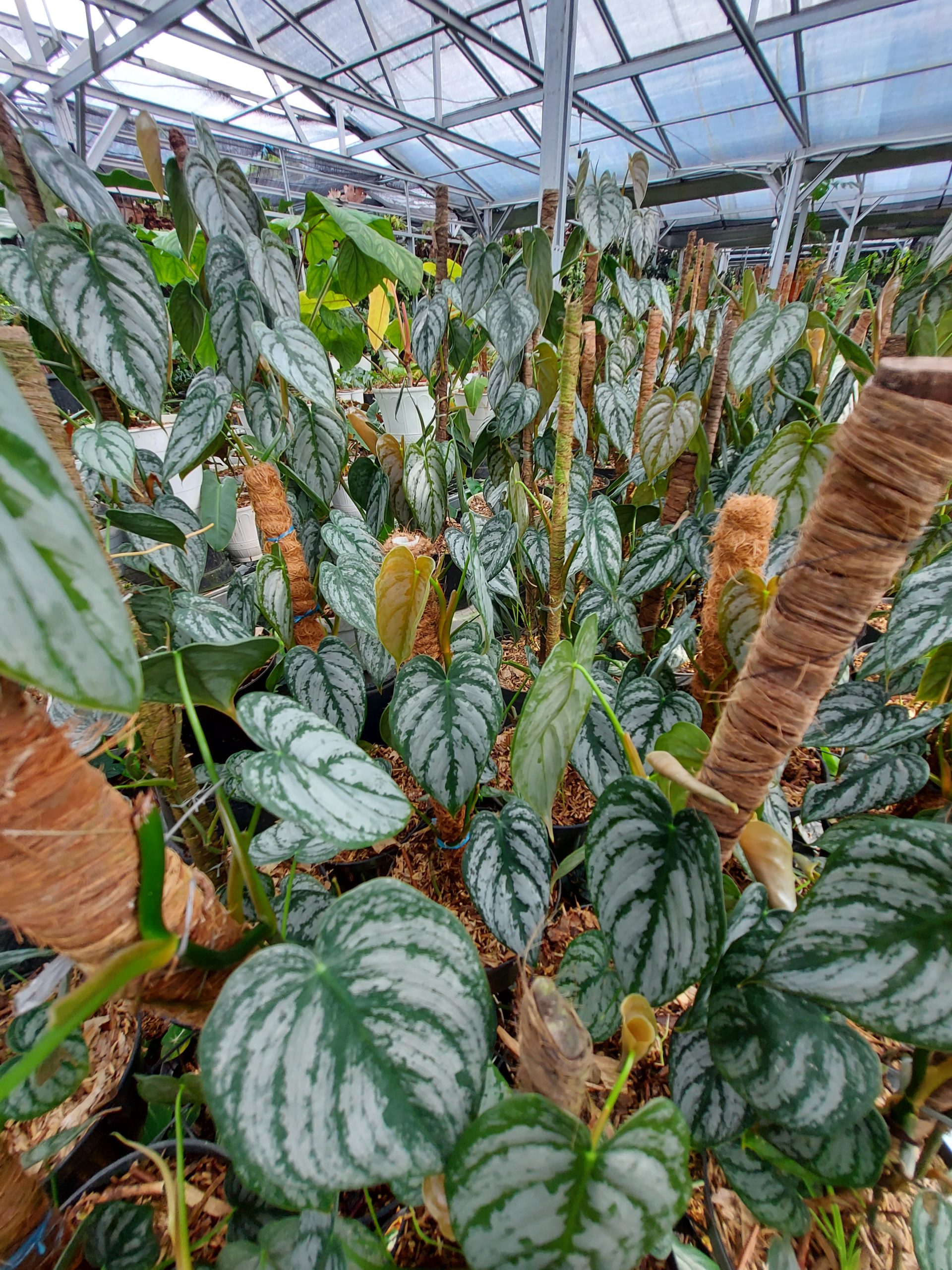 Philodendron brandtianum - Image 5