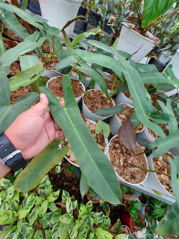 Philodendron atabapoense - Image 2
