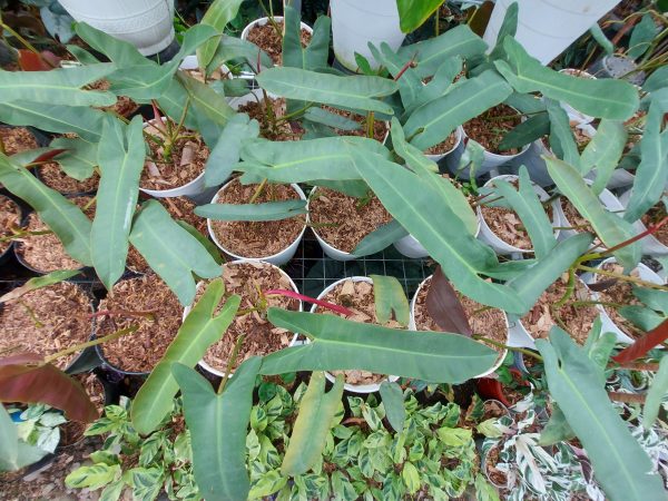 Philodendron atabapoense - Image 3