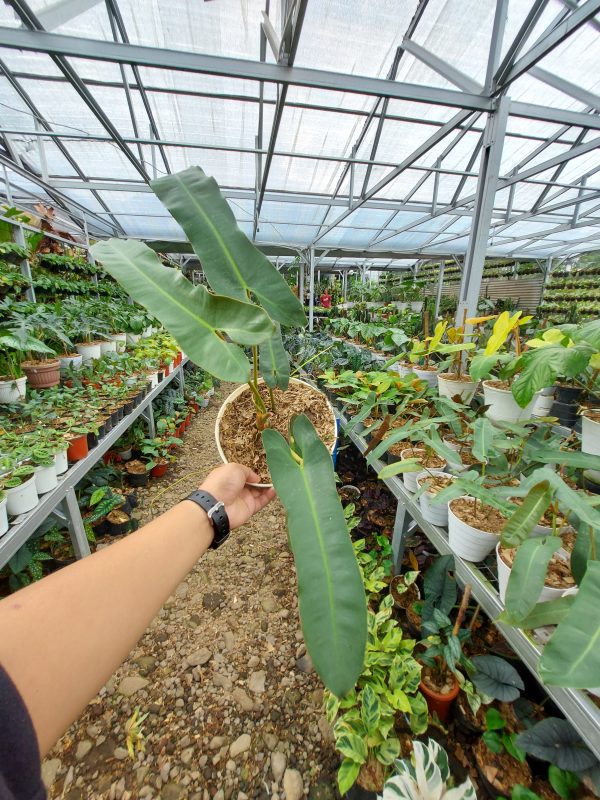 Philodendron atabapoense - Image 4