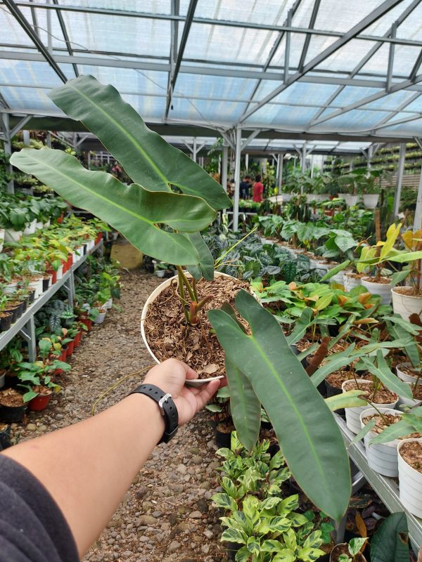 Philodendron atabapoense - Image 5