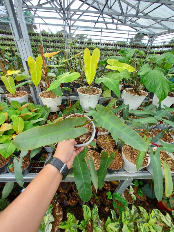 Philodendron atabapoense - Image 6