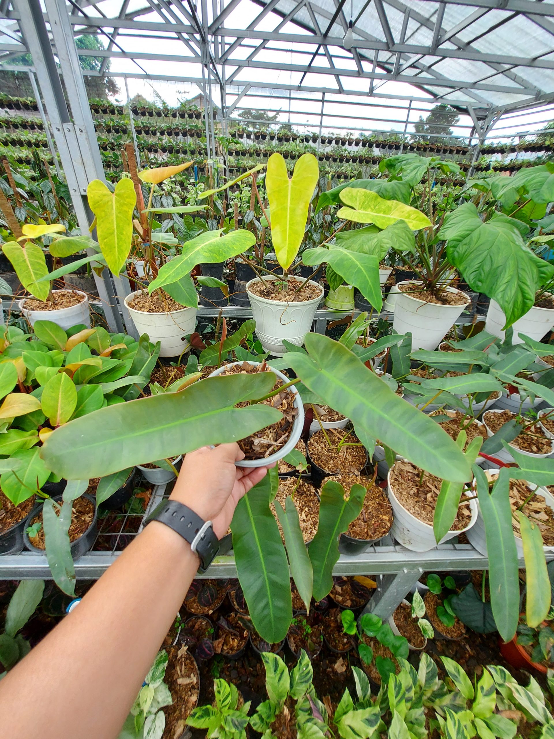 Philodendron atabapoense - Image 6