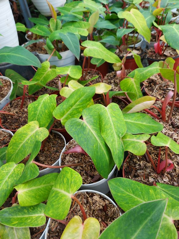 Philodendron painted lady - Image 2