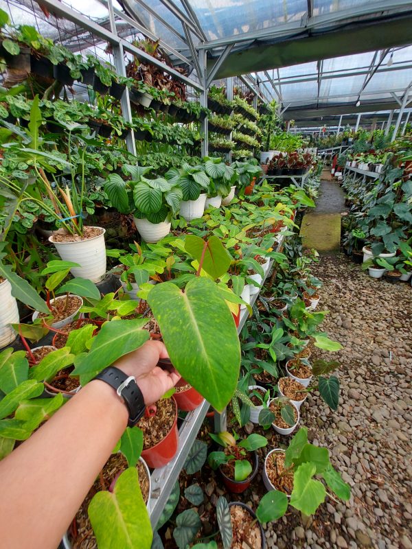 Philodendron painted lady - Image 3