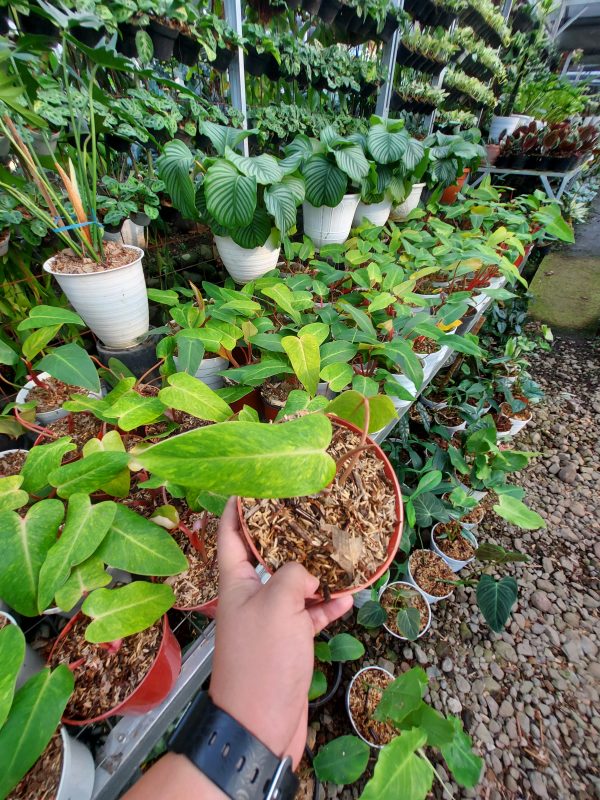 Philodendron painted lady - Image 4